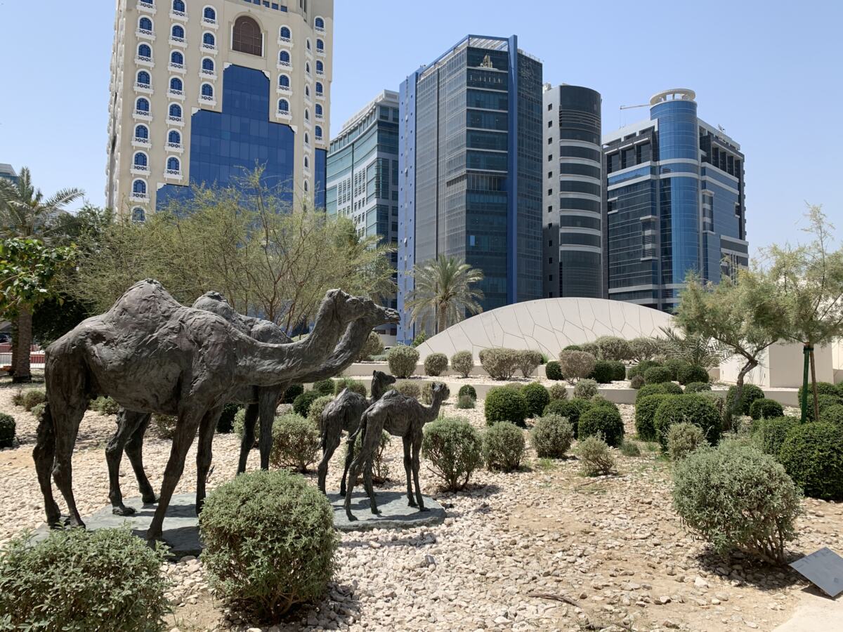 camels in doha qatar on a stopover with qatar airlines